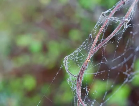 Dew covered cobweb or spiders web on twigs with soft green background Stock Photos