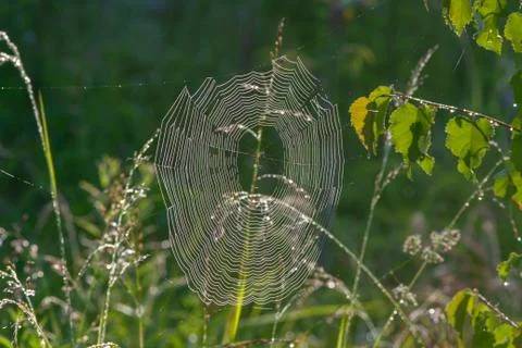 Dew covered cobwebs Stock Photos