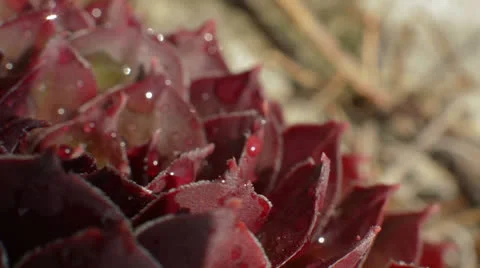 Dew covered flower pan left Stock Footage 24821133