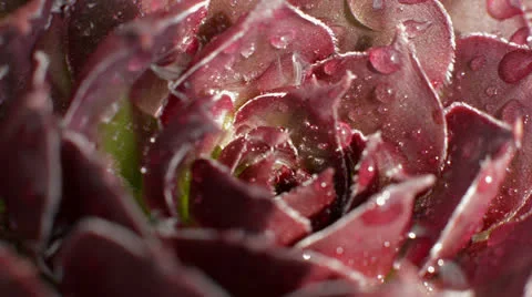 Dew covered flower pan right Stock Footage 24821168