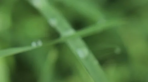Dew Covered Grass 1 Vidéo 27489693