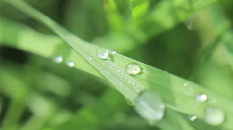 Dew Covered Grass 2 Stockbeeldmateriaal 27490705