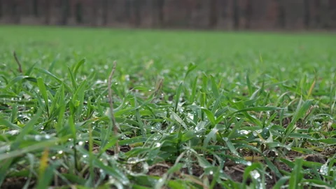 Dew-Covered Grass Blades in Meadow Stock Footage 300107745