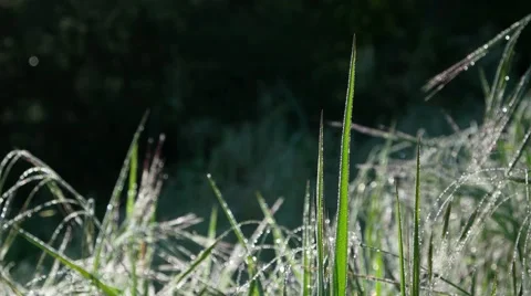 Dew Covered Grass Stock Footage 49079222