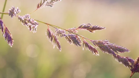 Dew-covered grass seedhead rim-lit by warm morning sun with subtle sway in meado Stock Footage 341883029