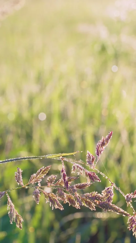 Dew-covered grass seedheads backlit by golden sunrise with sparkling bokeh in me Stock Footage 341882607