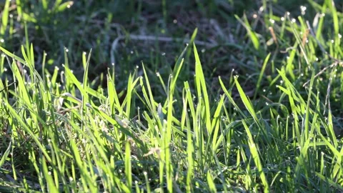 Dew covered grass sparkling in early morning light, UK Video stock 306066418