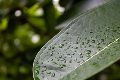 Dew-Covered Green Leaf. Stock Photos