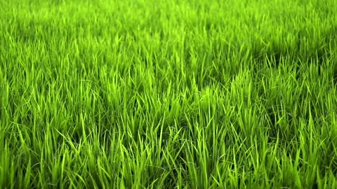 Dew Covered Green Rice Plants in a Lush Field Video stock 341674390