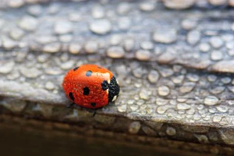 Dew covered ladybug 스톡 사진