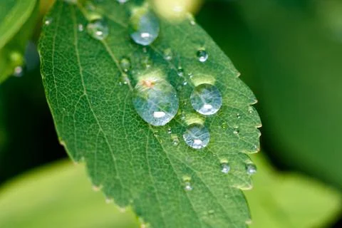 Dew-covered leaf, close-up, vibrant green, natural setting Fotos de archivo