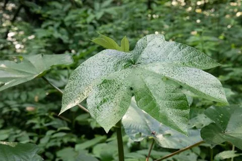 Dew covered leaf with fresh forest texture Stock Photos