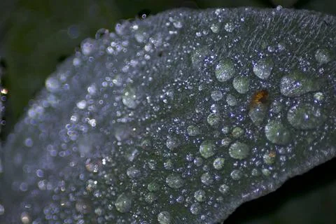 Dew Covered Leaves (2) Stock Photos