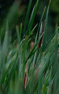 Dew Covered Marsh Vegetation and Cattails in Soft Focus Stock-Fotos