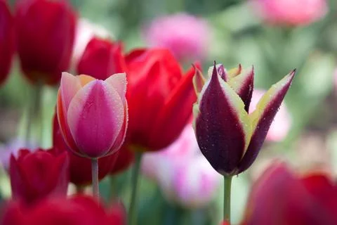Dew-Covered Multicolored Tulips in Spring Foto stock