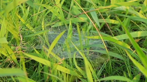 Dew covered orb web in mist at dawn. Stock Footage 304943079
