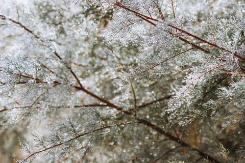 Dew-covered pine branches in soft morning light. Stock-Fotos