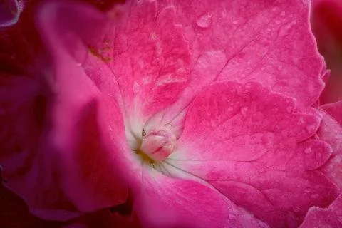 Dew-covered pink hydrangea petal macro Stock Photos