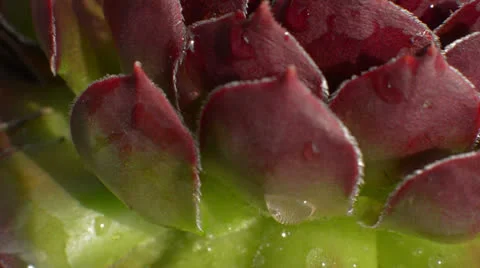 Dew covered plant pan right tilt up Stock Footage 24821027