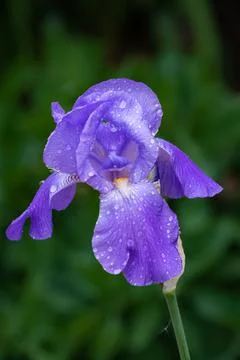 Dew Covered Purple Iris Macro Close-up Stock Photos