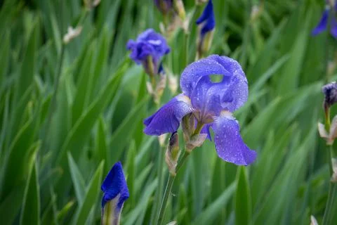 Dew Covered Purple Iris Macro Close-up 스톡 사진