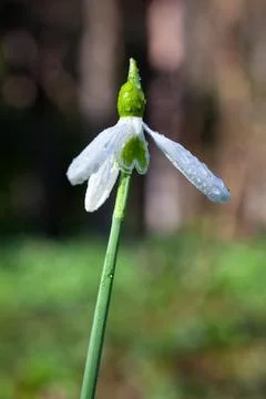 Dew Covered Snowdrop in Early Spring Fotos Stock
