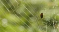 Dew Covered Spider Web 1 HD Footage