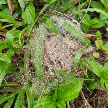Dew-covered spider web Stock Photos