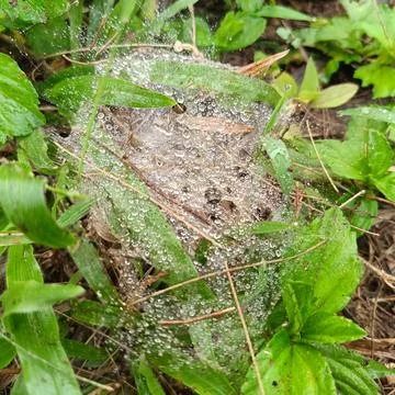 Dew-covered spider web Stock Photos
