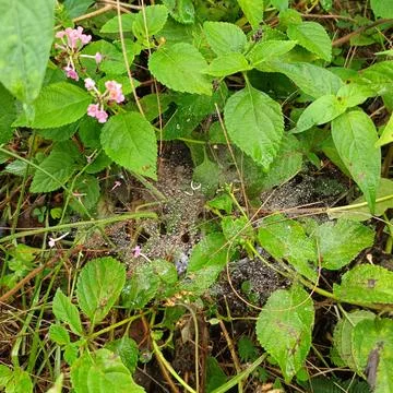 Dew-covered spider web Stock Photos