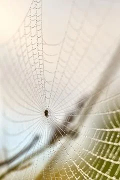 Dew Covered Spider Web with Soft Natural Background Foto stock