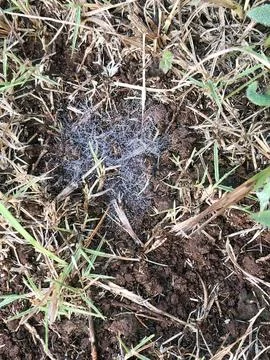 Dew Covered Spider Web on Soil in Early Morning Stock Photos