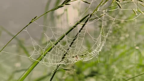 Dew covered spider web with spider in natural habitat close up wildlife foota Stock Footage 346012296