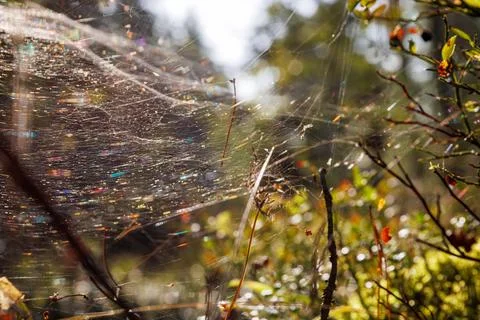 Dew covered spider web stretched between forest shrubs near Hamina Finland... Stock Photos