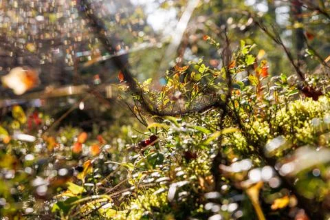 Dew covered spider web stretched between forest shrubs near Hamina Finland... Stock Photos