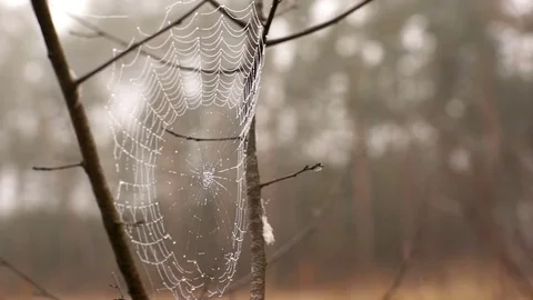 Dew covered spider web sways in the breeze Stock Footage 73333291