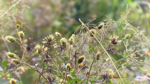 Dew Covered Spider Web on Wildflowers in Morning Light Stock Footage 327946108