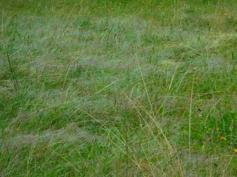 Dew-covered spider webs in mountain meadow grass, close-up Stock Photos