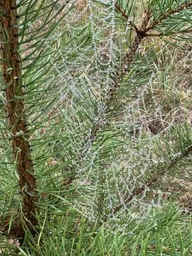 Dew Covered Spiderweb Between Green Pine Tree Branches Stock Photos