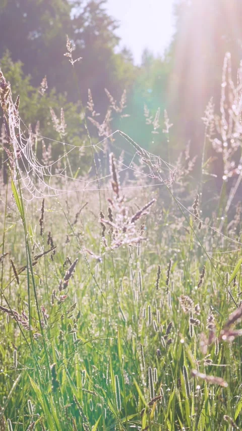 Dew-covered spiderweb hanging between tall meadow grasses in backlit morning lig Stock Footage 341883515