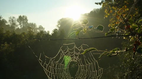 Dew covered spiderweb at sunrise Stock Footage 55150552