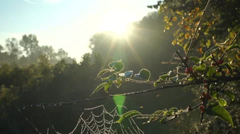 Dew covered spiderweb at sunrise Stock Footage 55150639