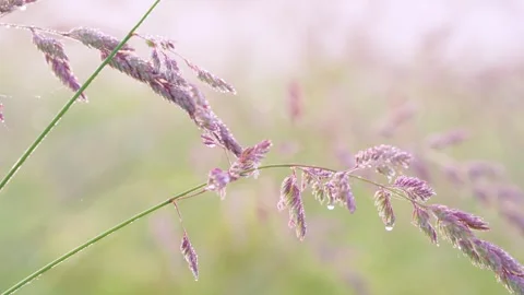 Dew-covered wild grass seedheads with hanging droplet in soft pastel morning lig Stock Footage 341880660