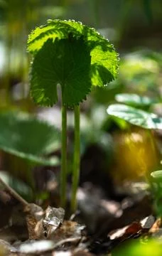 Dew Covered Wild Leaf In Early Morning Forest Stock Photos