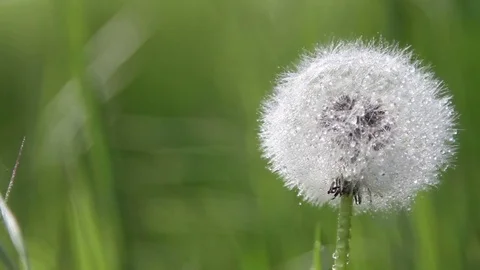 Dew on dandelion Stock Footage 76017744