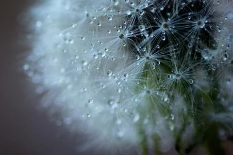 Dew on a dandelion, macro Stock Photos