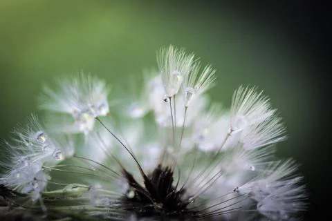 Dew on a dandelion, macro Stock Photos