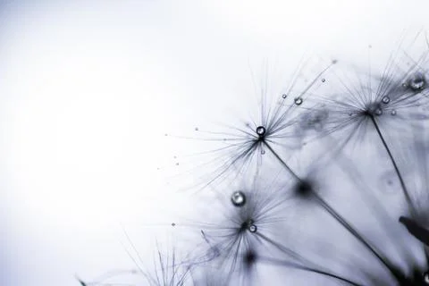 Dew on a dandelion, macro Stock Photos