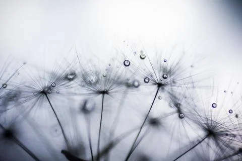Dew on a dandelion, macro Stock Photos