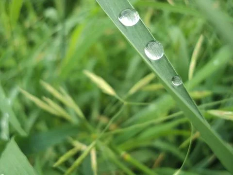 Dew is dripping down the blade of grass. Close up Fotos Stock